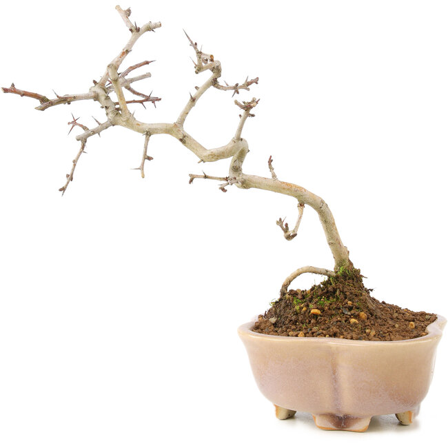 Crataegus cuneata, 19 cm, ± 7 ans