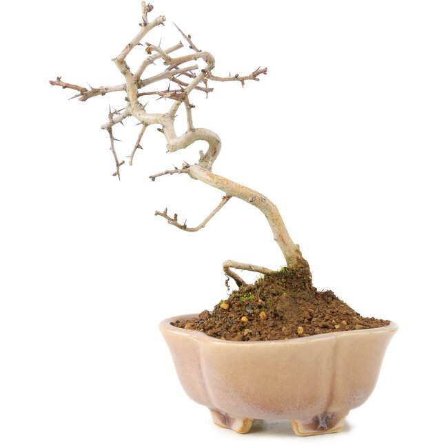 Crataegus cuneata, 19 cm, ± 7 Jahre alt