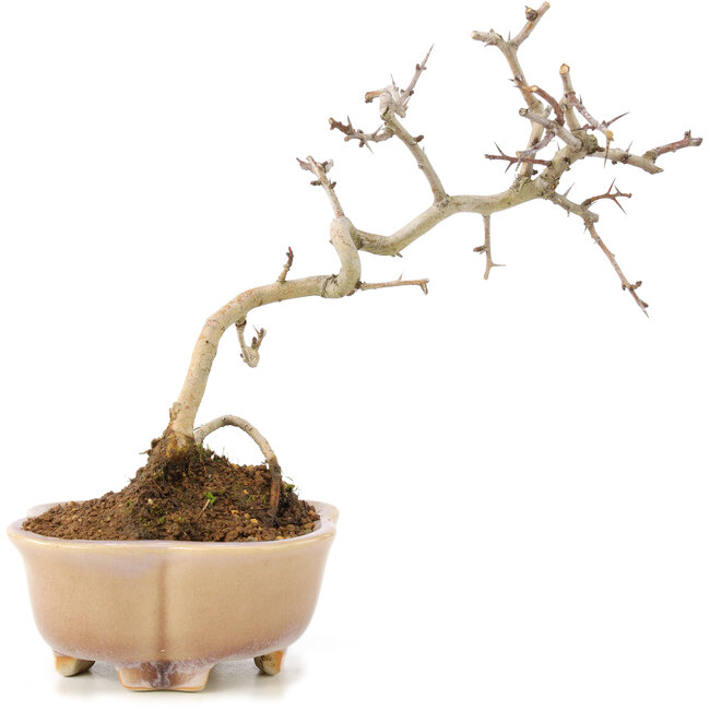 Crataegus cuneata, 19 cm, ± 7 jaar oud