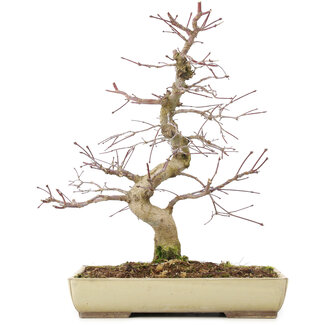 Acer palmatum Deshojo, 38 cm, ± 11 ans