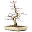 Acer palmatum Deshojo, 38 cm, ± 11 anni