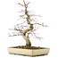 Acer palmatum Deshojo, 38 cm, ± 11 Jahre alt