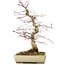 Acer palmatum Deshojo, 38 cm, ± 11 anni