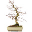 Acer palmatum Deshojo, 38 cm, ± 11 years old