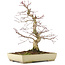 Acer palmatum Deshojo, 38 cm, ± 11 anni