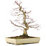 Acer palmatum Deshojo, 38 cm, ± 11 Jahre alt