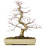 Acer palmatum Deshojo, 38 cm, ± 11 anni