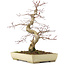 Acer palmatum Deshojo, 38 cm, ± 11 anni