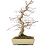 Acer palmatum Deshojo, 38 cm, ± 11 anni