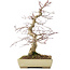 Acer palmatum Deshojo, 38 cm, ± 11 jaar oud
