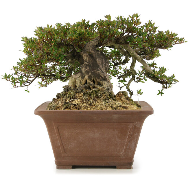 Rhododendron indicum, 33 cm, ± 35 anni