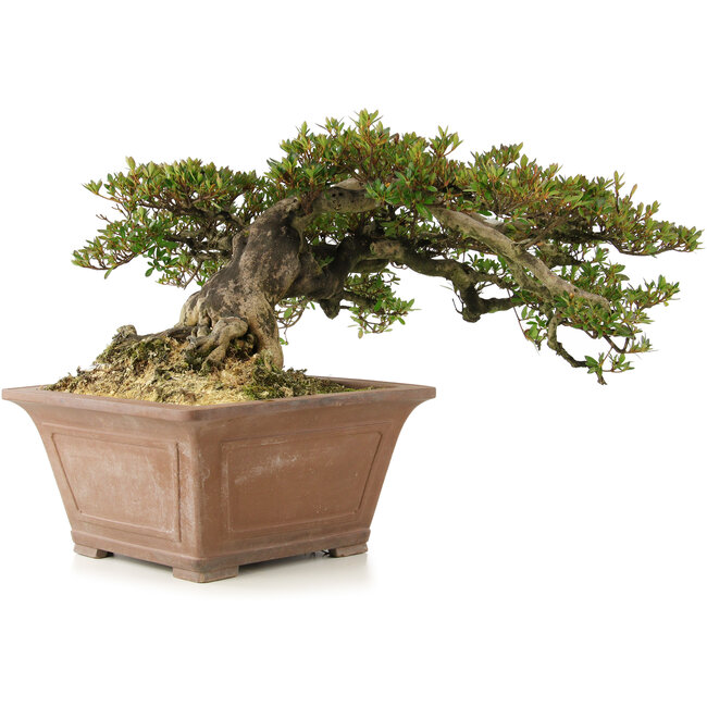 Rhododendron indicum, 33 cm, ± 35 ans