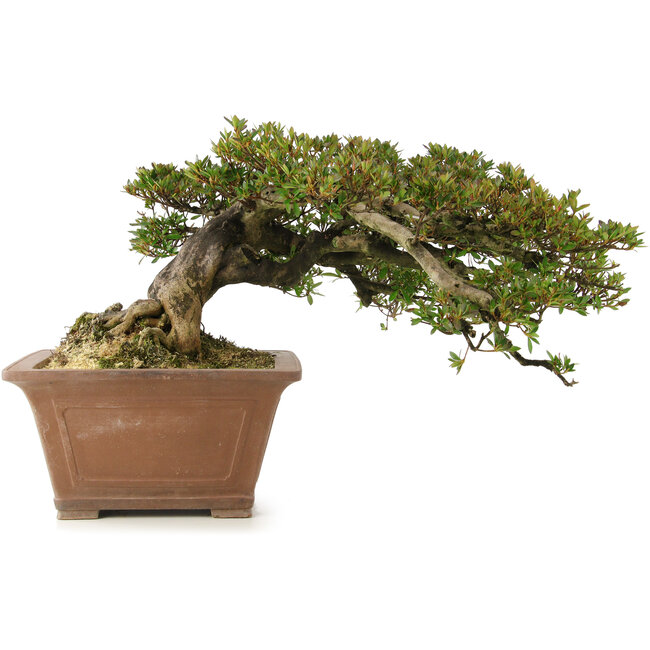 Rhododendron indicum, 33 cm, ± 35 years old