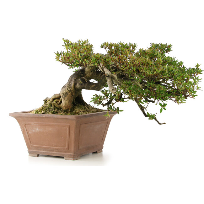 Rhododendron indicum, 33 cm, ± 35 anni