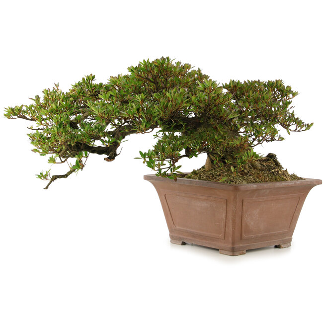 Rhododendron indicum, 33 cm, ± 35 Jahre alt