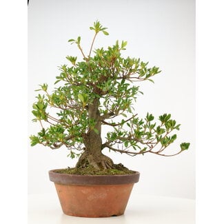 Rhododendron indicum Fukuja, 46 cm, ± 20 Jahre alt