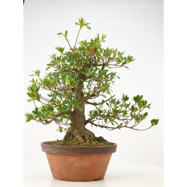 Rhododendron indicum Fukuja, 46 cm, ± 20 años