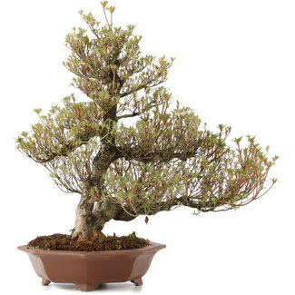 Rhododendron indicum Togenkyo, 53 cm, ± 25 jaar oud