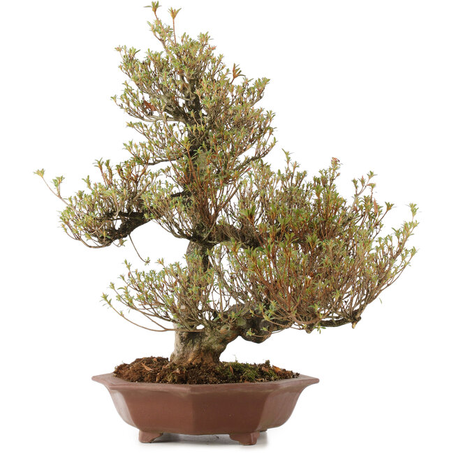 Rhododendron indicum Togenkyo, 53 cm, ± 25 anni