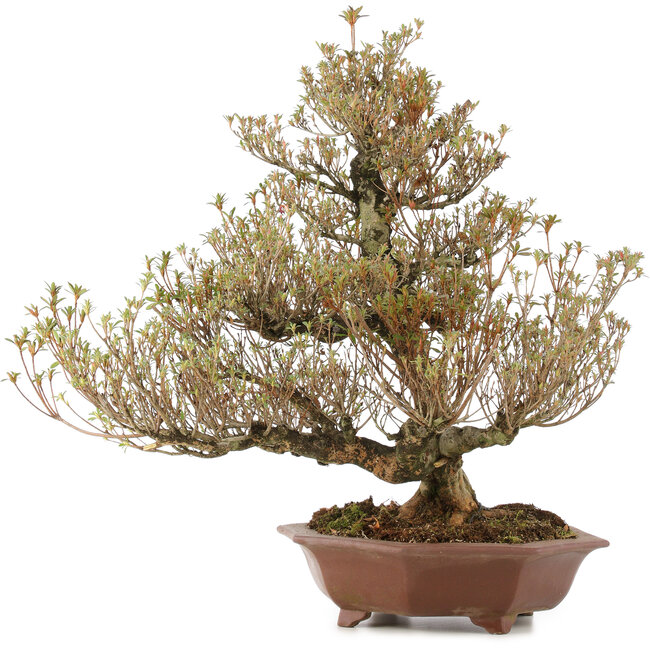 Rhododendron indicum Togenkyo, 53 cm, ± 25 Jahre alt