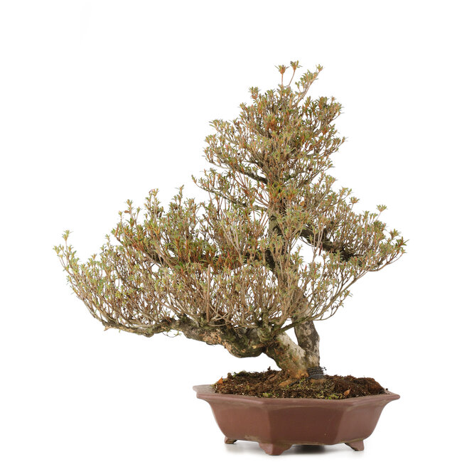 Rhododendron indicum Togenkyo, 53 cm, ± 25 Jahre alt