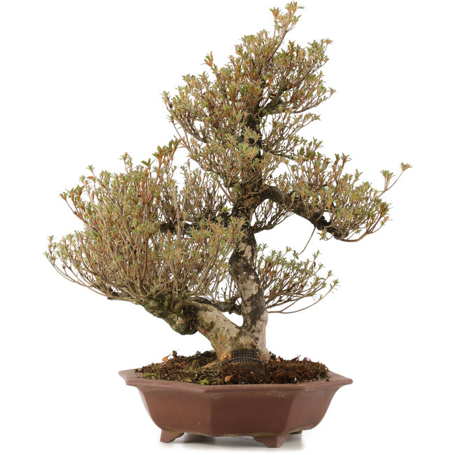 Rhododendron indicum Togenkyo, 53 cm, ± 25 Jahre alt