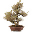 Rhododendron indicum Togenkyo, 53 cm, ± 25 anni