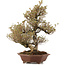 Rhododendron indicum Togenkyo, 53 cm, ± 25 jaar oud