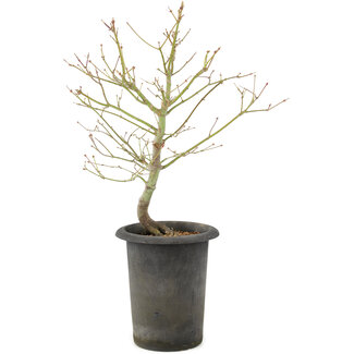 Acer palmatum, 42 cm, ± 10 Jahre alt