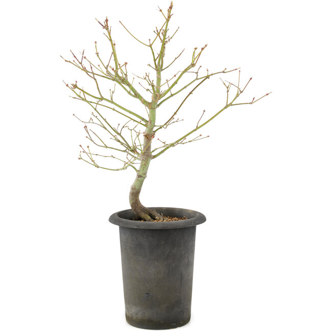 Acer palmatum, 42 cm, ± 10 jaar oud