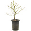 Acer palmatum, 42 cm, ± 10 jaar oud