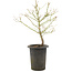 Acer palmatum, 42 cm, ± 10 years old