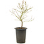Acer palmatum, 42 cm, ± 10 Jahre alt