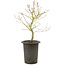 Acer palmatum, 42 cm, ± 10 years old