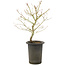 Acer palmatum, 42 cm, ± 10 years old