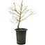 Acer palmatum, 42 cm, ± 10 years old