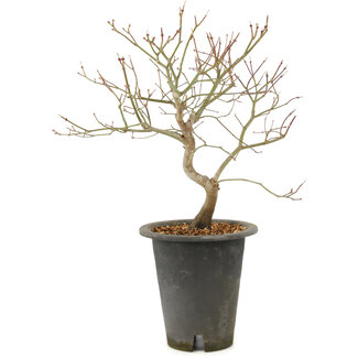 Acer palmatum, 38 cm, ± 10 anni