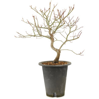 Acer palmatum, 38 cm, ± 10 años