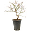 Acer palmatum, 38 cm, ± 10 Jahre alt