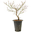 Acer palmatum, 38 cm, ± 10 Jahre alt