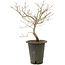 Acer palmatum, 38 cm, ± 10 years old