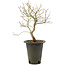 Acer palmatum, 38 cm, ± 10 jaar oud