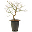 Acer palmatum, 38 cm, ± 10 years old