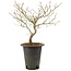 Acer palmatum, 38 cm, ± 10 years old