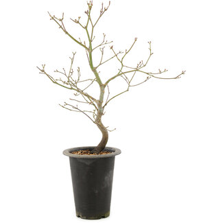 Acer palmatum, 37 cm, ± 8 Jahre alt