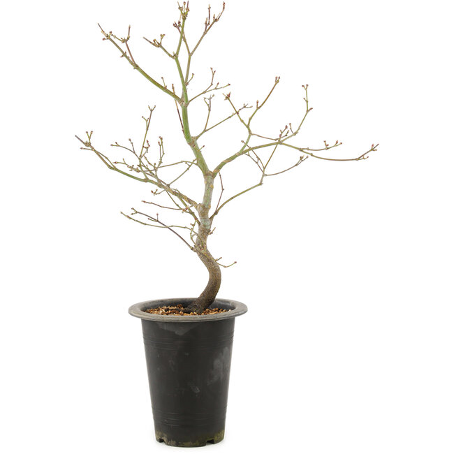 Acer palmatum, 37 cm, ± 8 years old