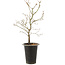 Acer palmatum, 37 cm, ± 8 Jahre alt