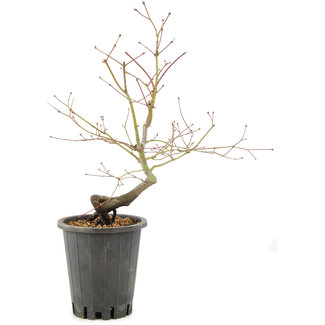 Acer palmatum, 37 cm, ± 8 años