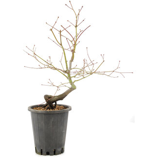 Acer palmatum, 37 cm, ± 8 Jahre alt