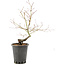 Acer palmatum, 37 cm, ± 8 anni